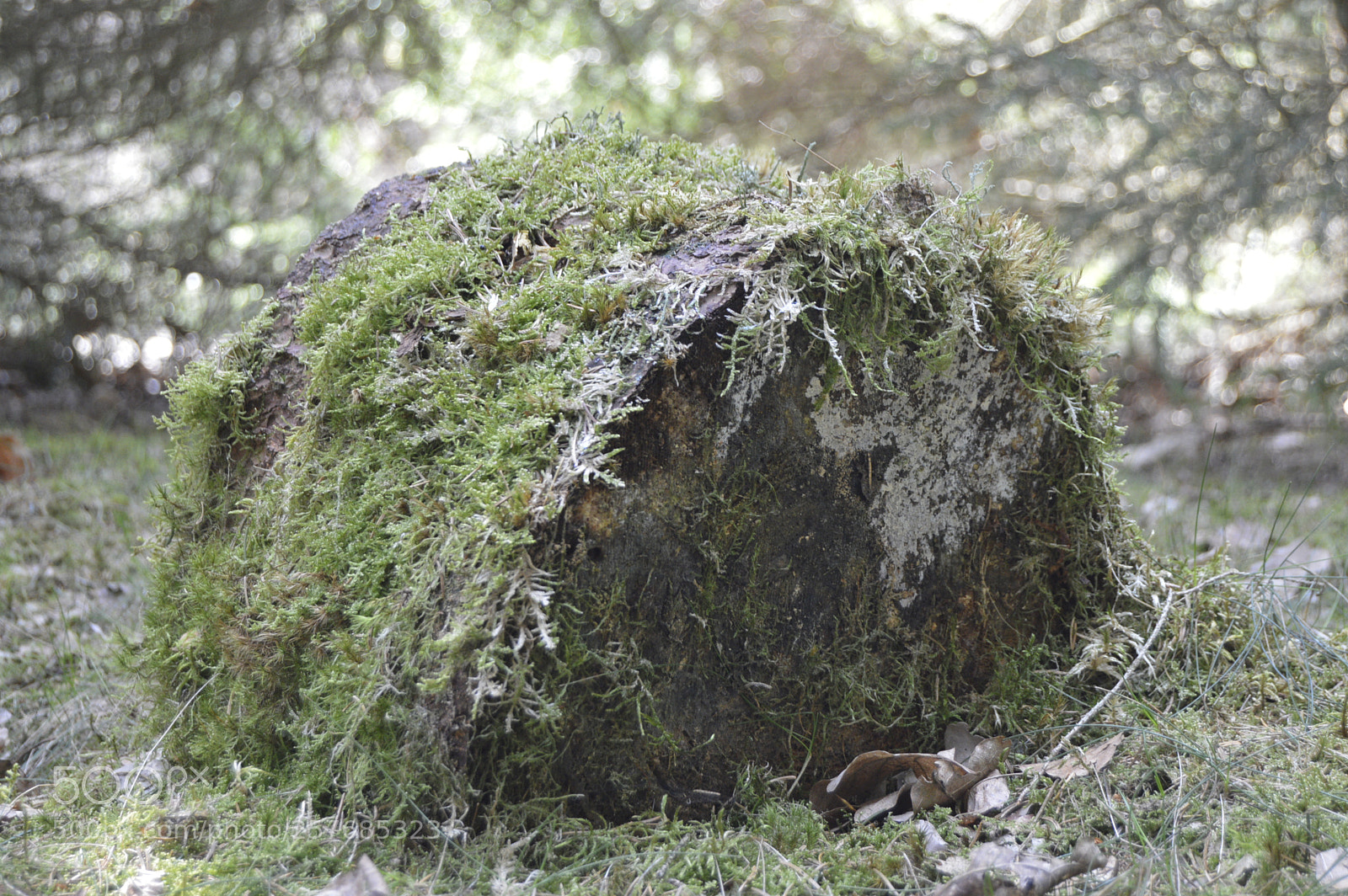 Nikon D3200 sample photo. Skøn natur photography