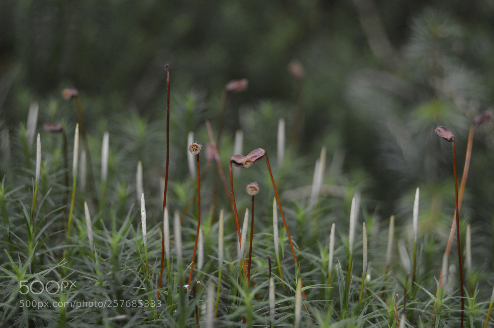 Nikon D3200 sample photo. Skøn natur photography