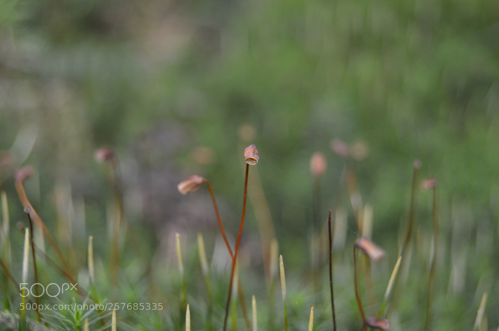 Nikon D3200 sample photo. Skøn natur photography