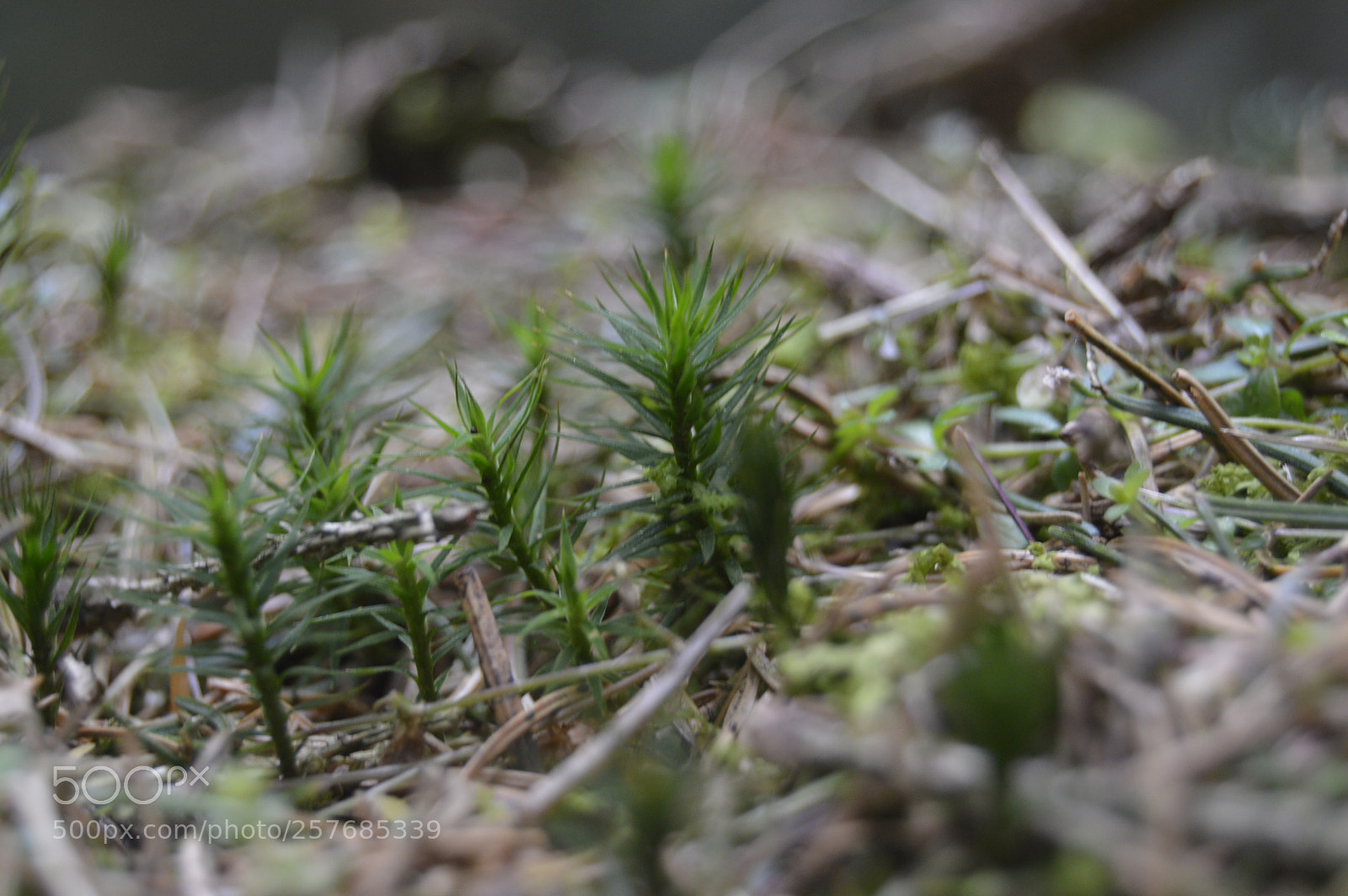 Nikon D3200 sample photo. Skøn natur photography