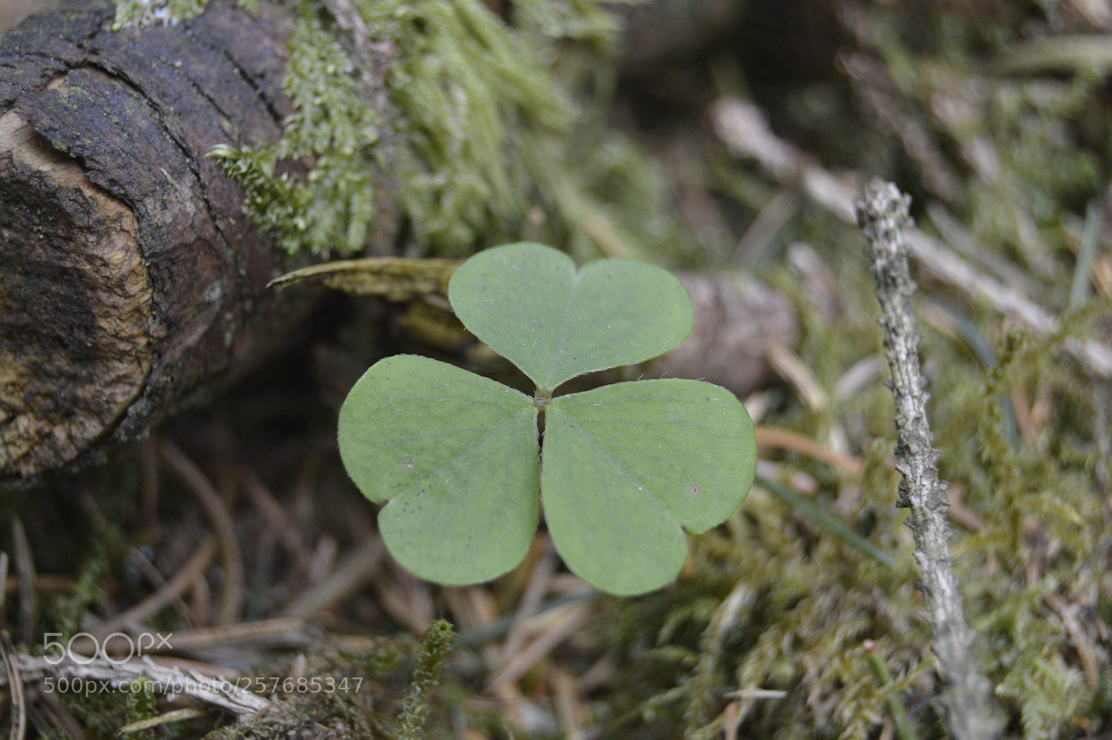 Nikon D3200 sample photo. Skøn natur photography