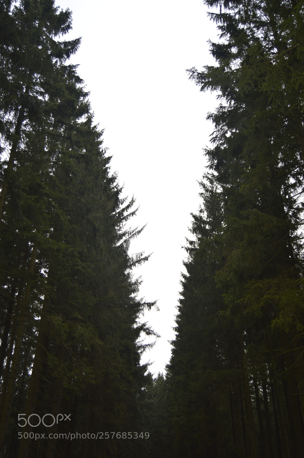 Nikon D3200 sample photo. Skøn natur photography