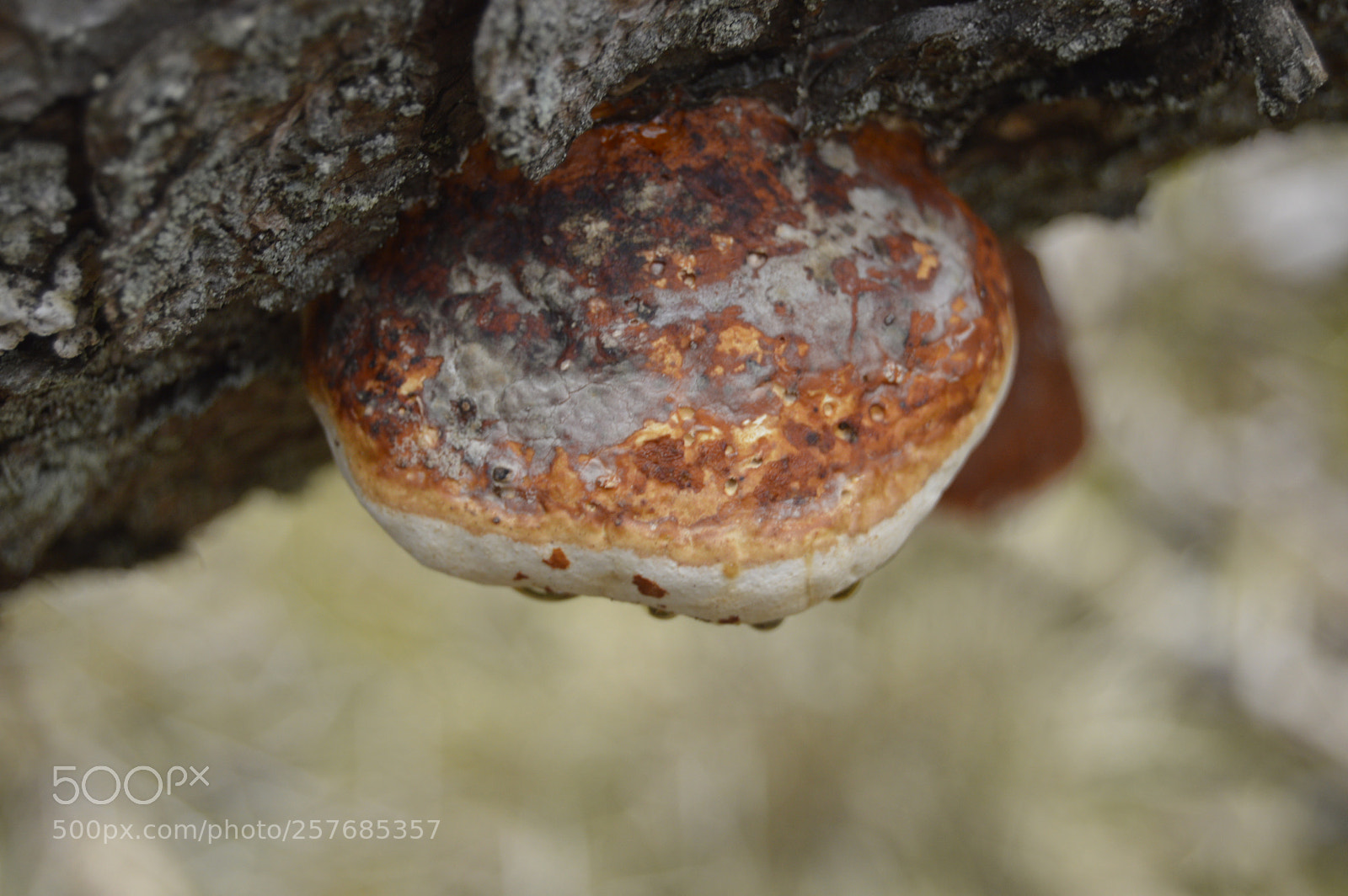 Nikon D3200 sample photo. Skøn natur photography