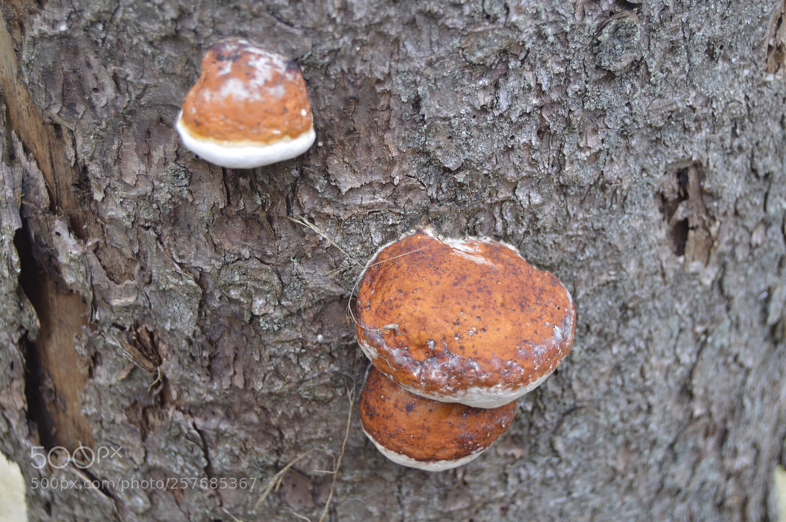 Nikon D3200 sample photo. Skøn natur photography