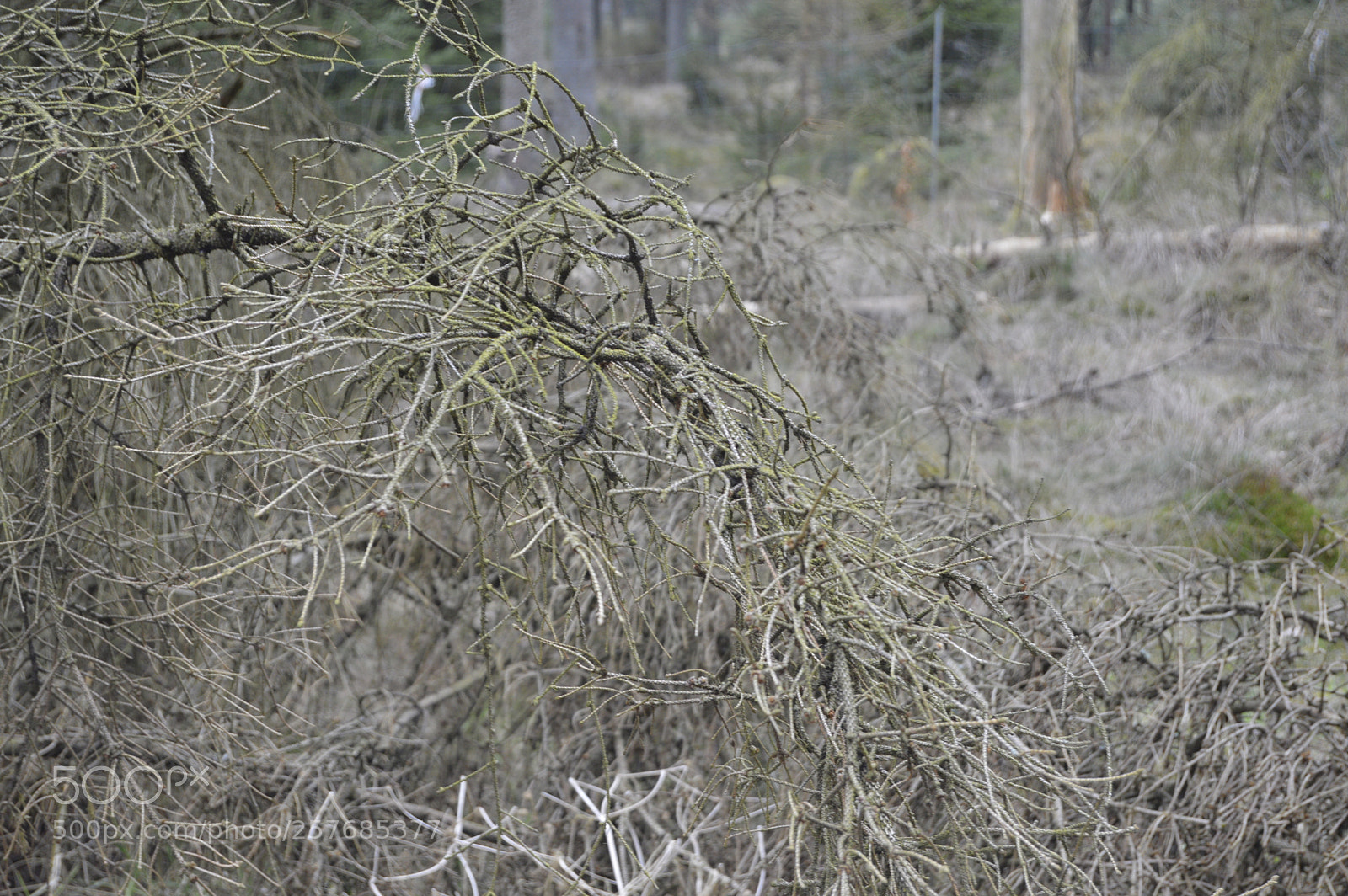 Nikon D3200 sample photo. Skøn natur photography