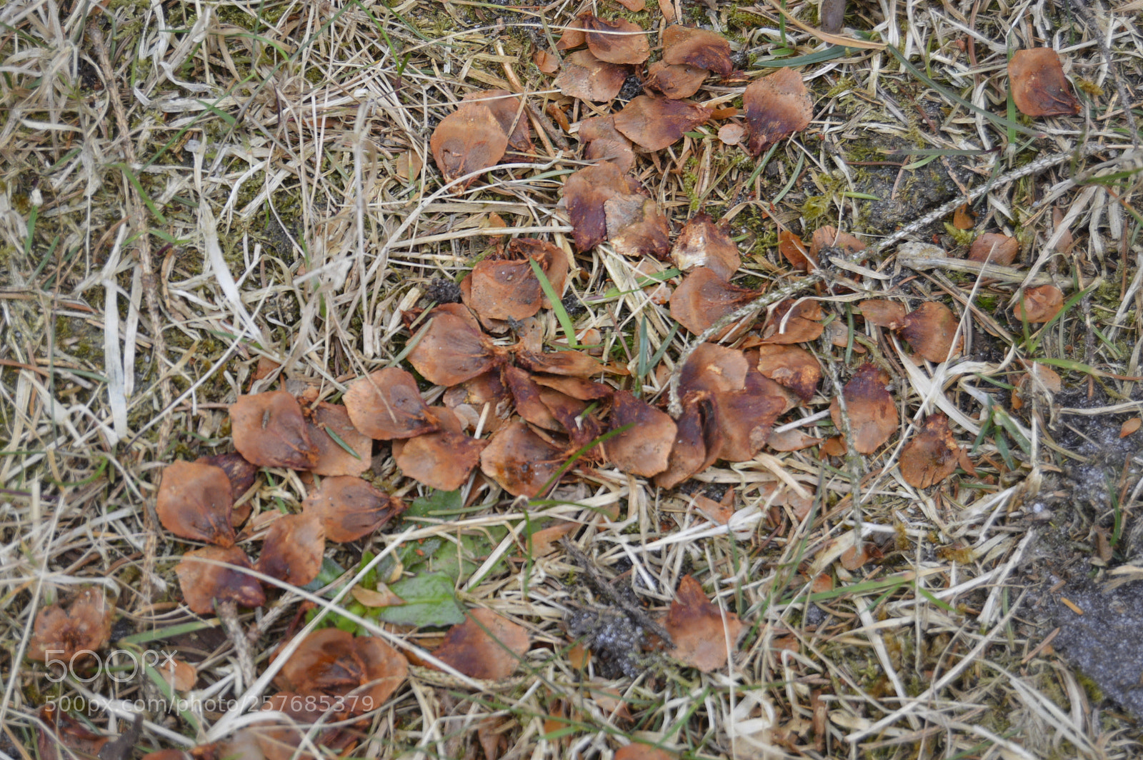 Nikon D3200 sample photo. Skøn natur photography