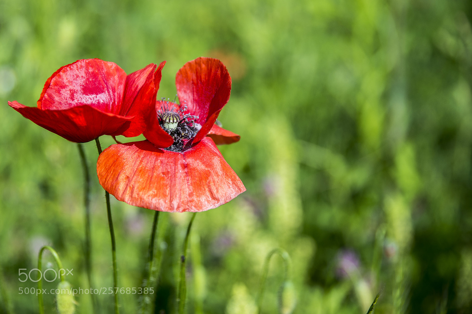 Nikon D750 sample photo. Untitled photography