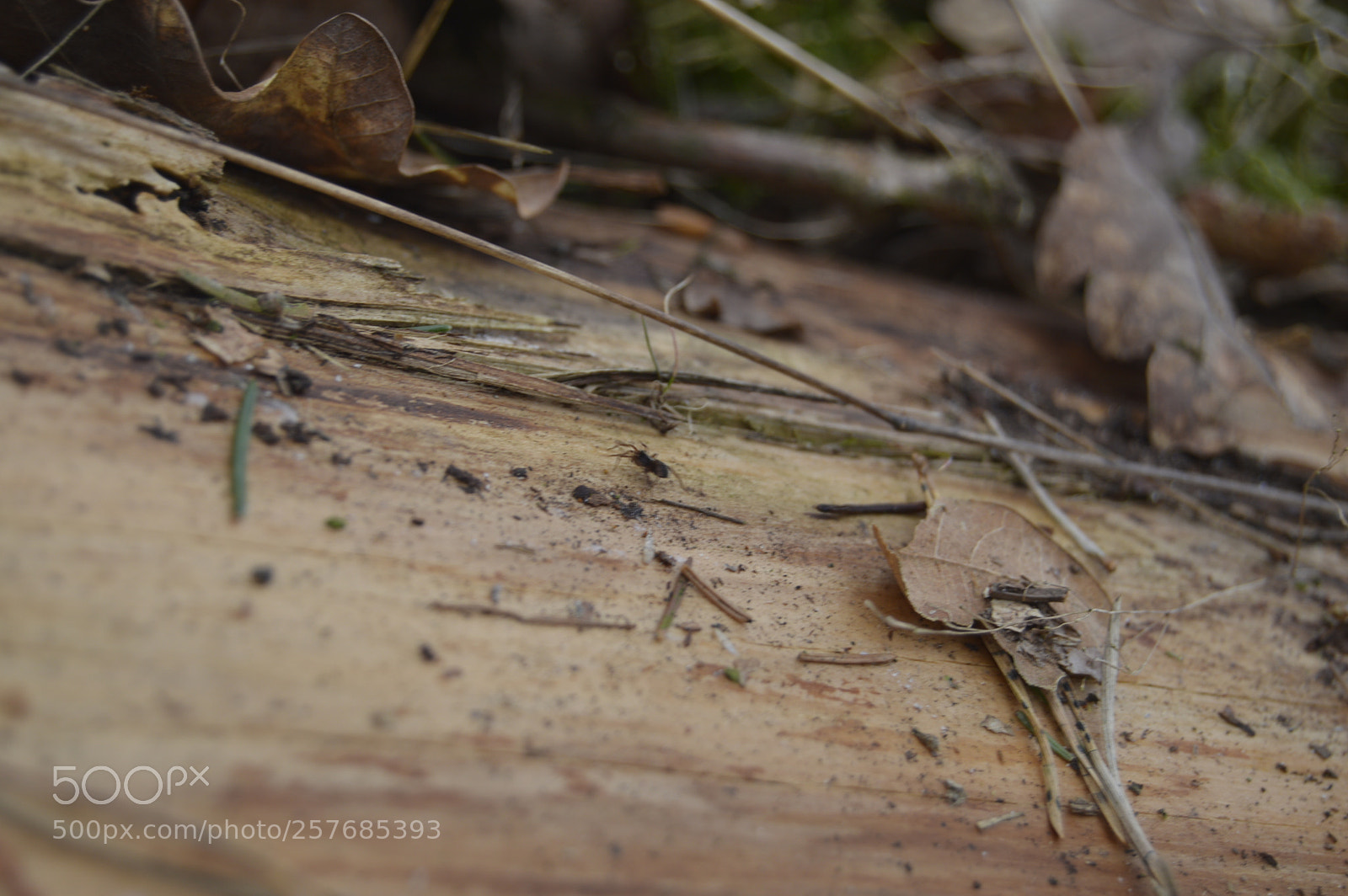 Nikon D3200 sample photo. Skøn natur photography