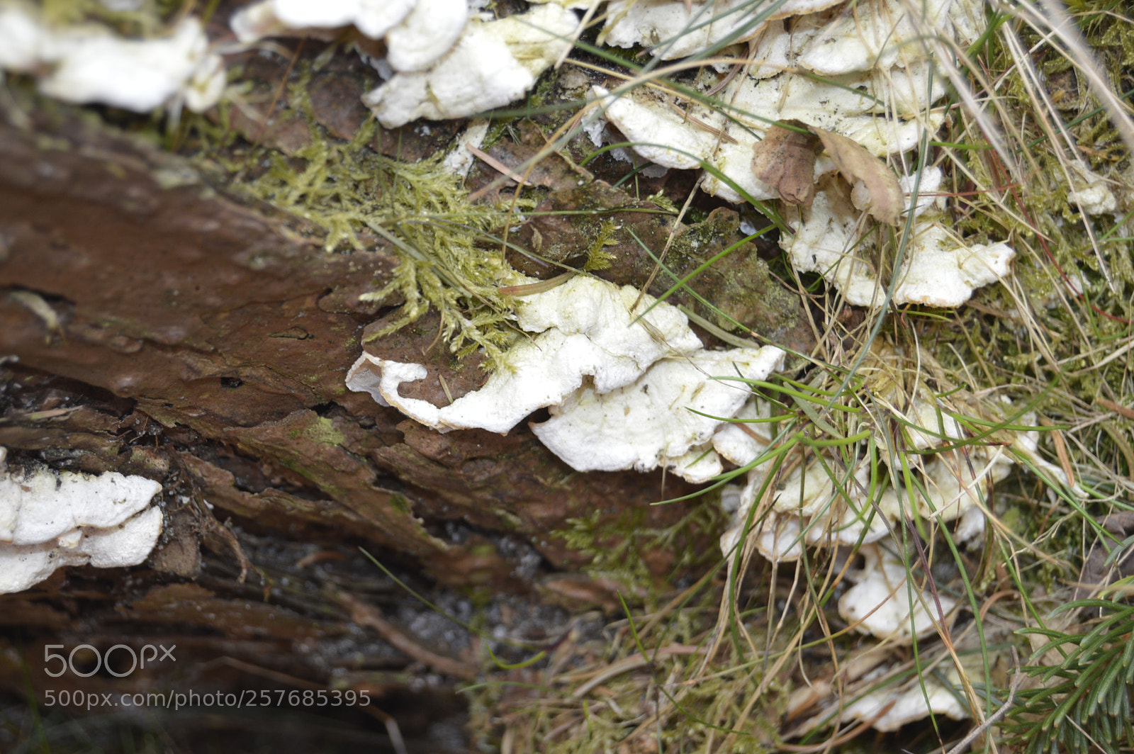 Nikon D3200 sample photo. Skøn natur photography