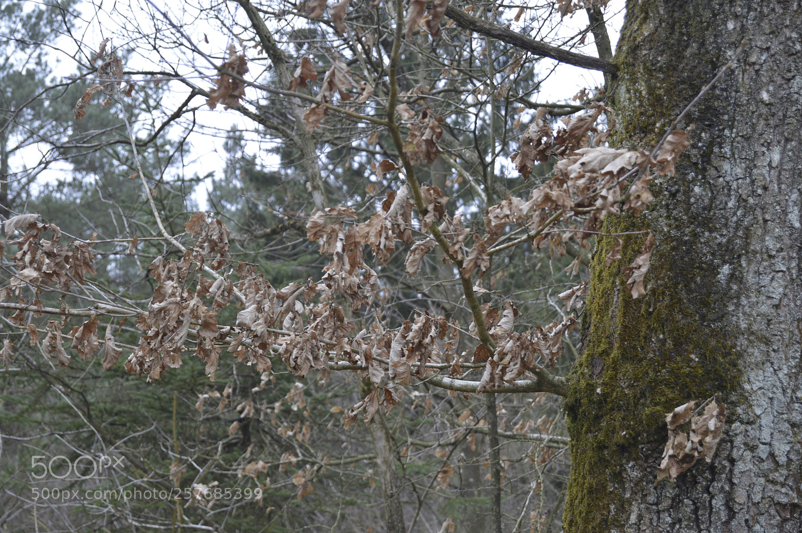 Nikon D3200 sample photo. Skøn natur photography