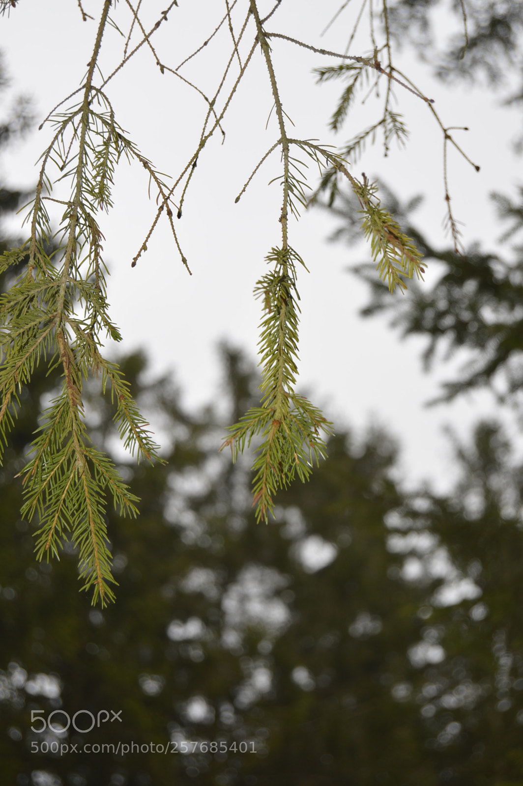 Nikon D3200 sample photo. Skøn natur photography