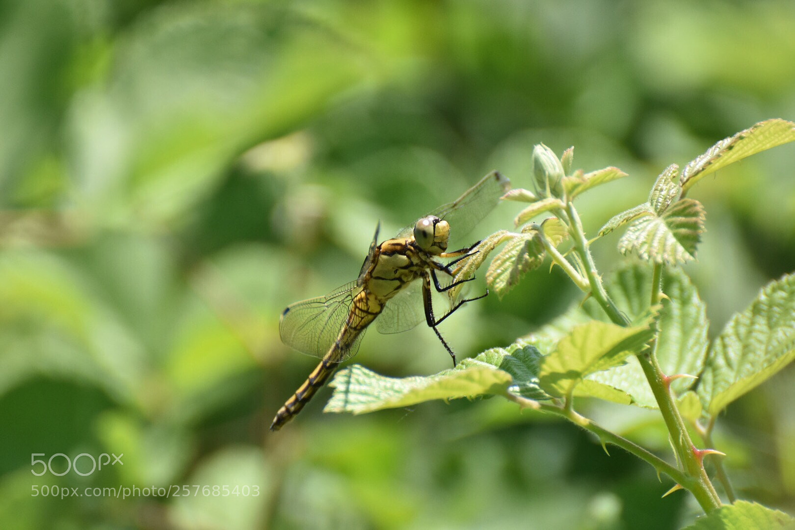 Nikon D7200 sample photo. Untitled photography