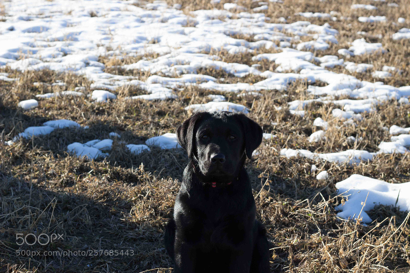 Canon EOS 100D (EOS Rebel SL1 / EOS Kiss X7) sample photo. Blackstar snow photography
