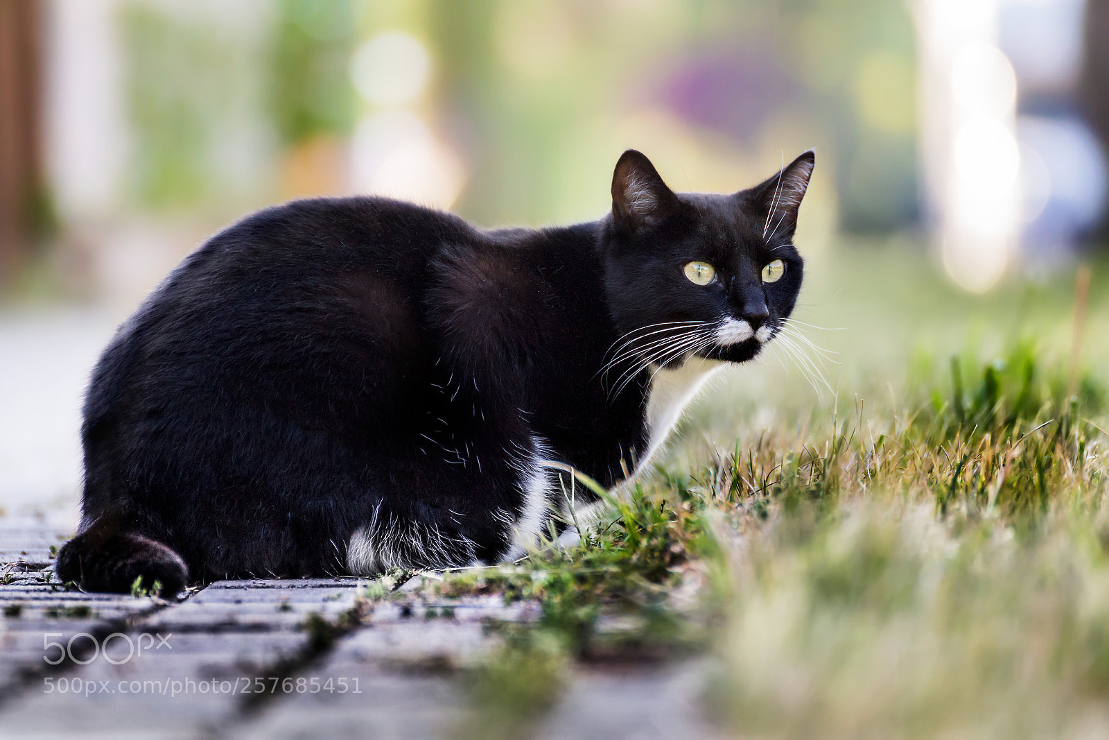 Canon EOS 6D sample photo. Hummel photography