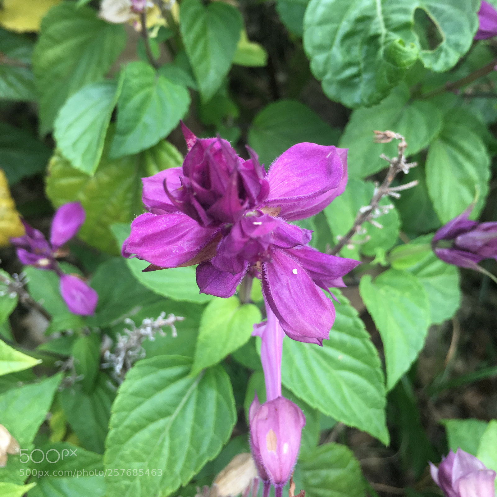 Apple iPhone 6s Plus sample photo. About to fully blossom  photography