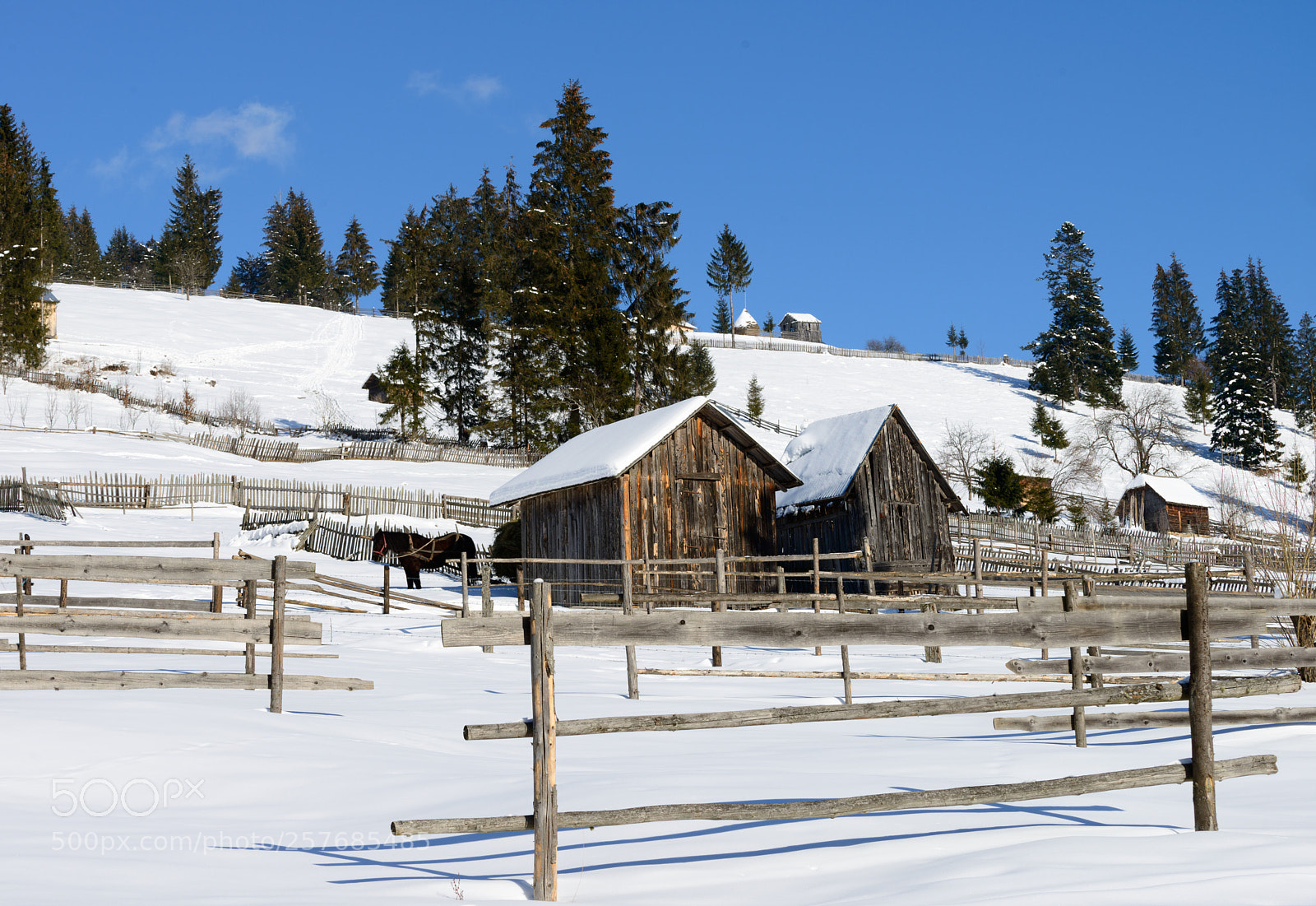 Nikon D800 sample photo. Horse and barns photography