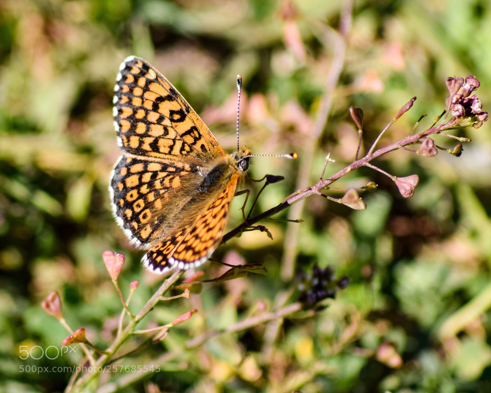 Nikon D5300 sample photo. Papillon  photography