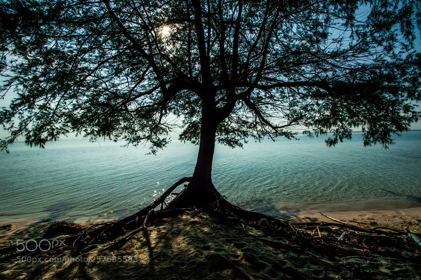 Nikon D3200 sample photo. Tree on beach photography