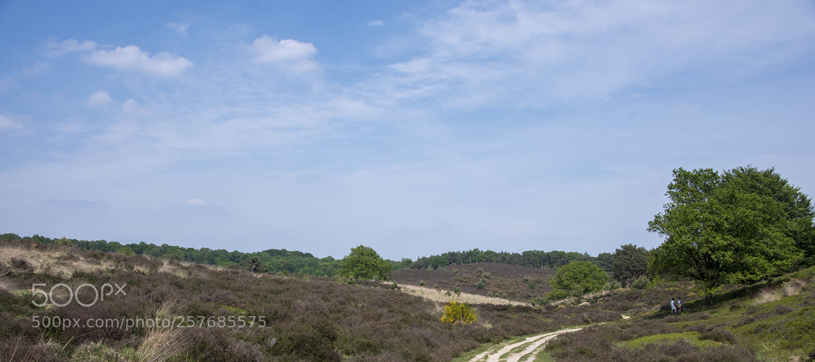 Nikon D750 sample photo. Heathland (posbank, netherlands) photography
