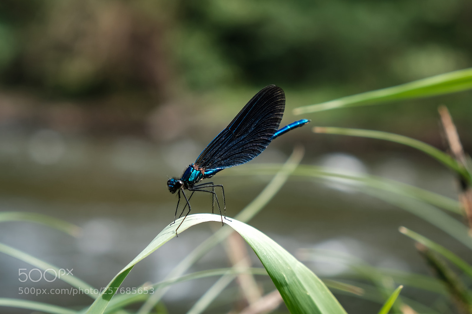 Fujifilm X-T20 sample photo. 'beautiful demoiselle calopteryx virgo photography