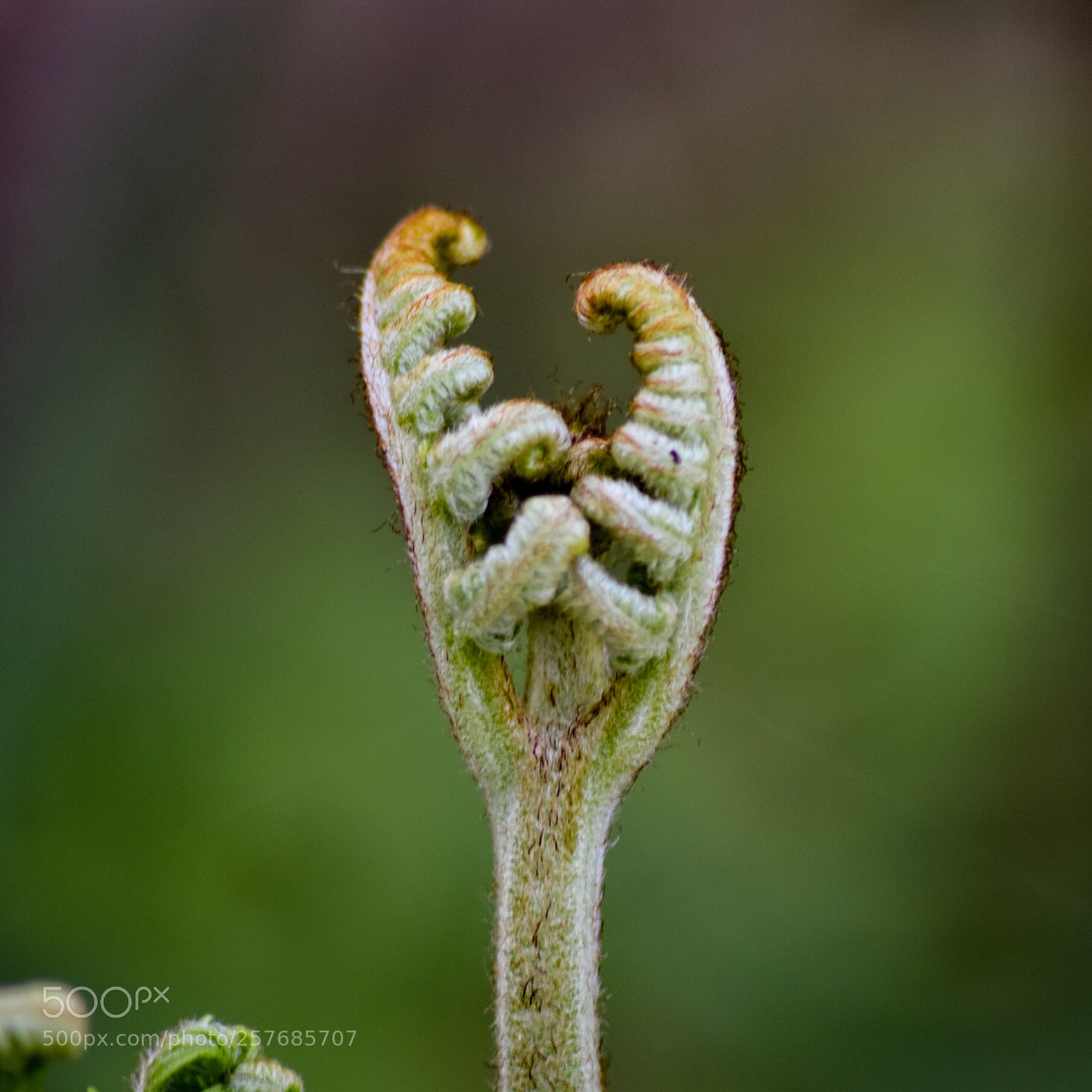 Nikon D5300 sample photo. Autre bourgeon de foug photography