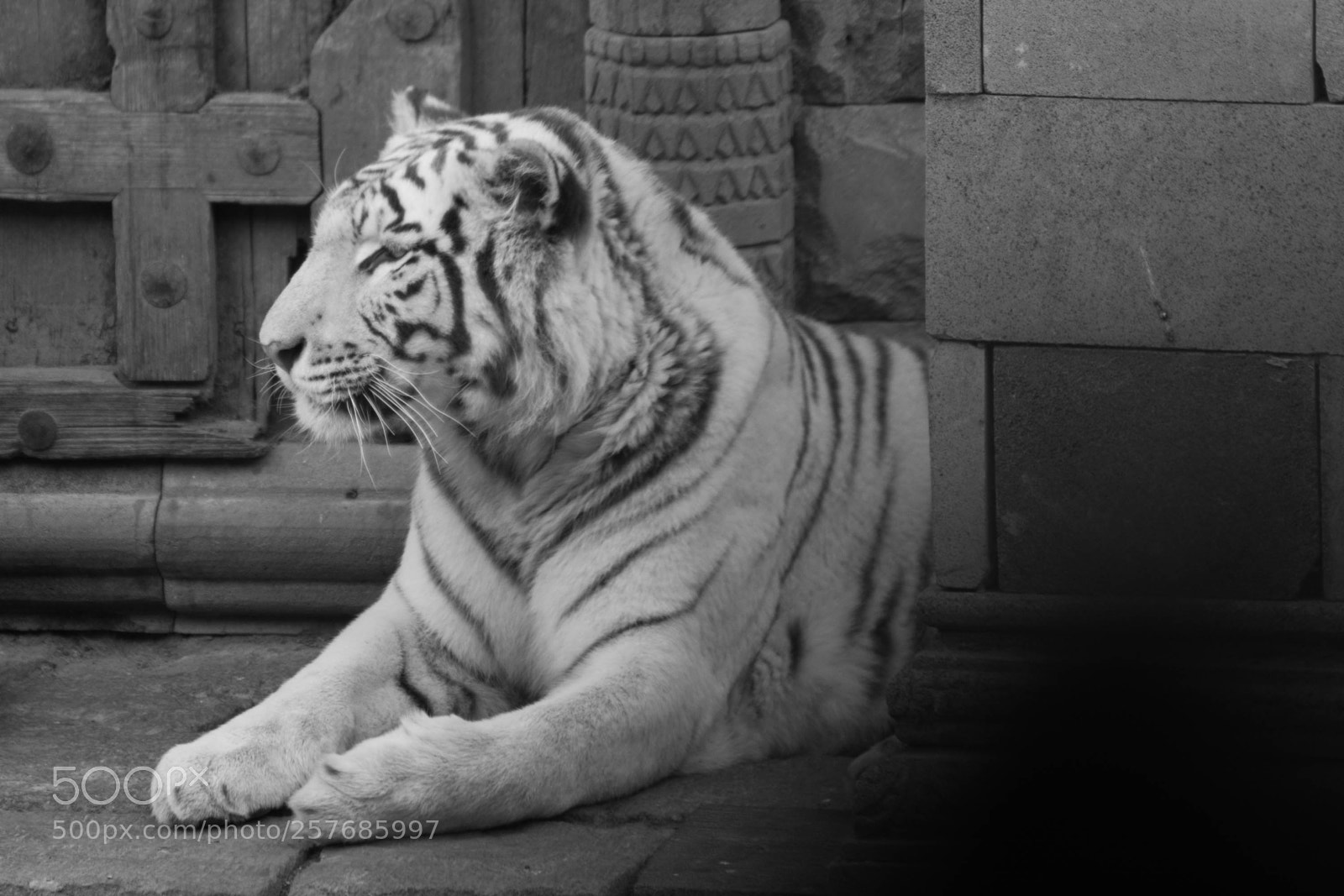 Nikon D7100 sample photo. Tiger black and white photography