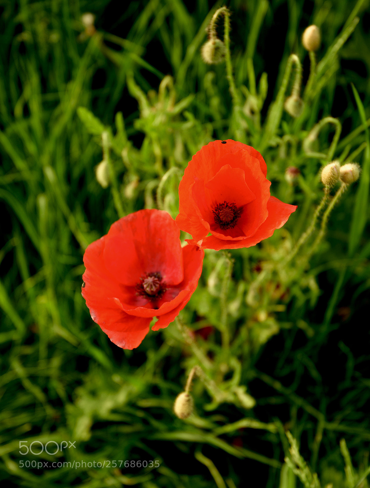 Nikon D850 sample photo. Poppy flowers  photography