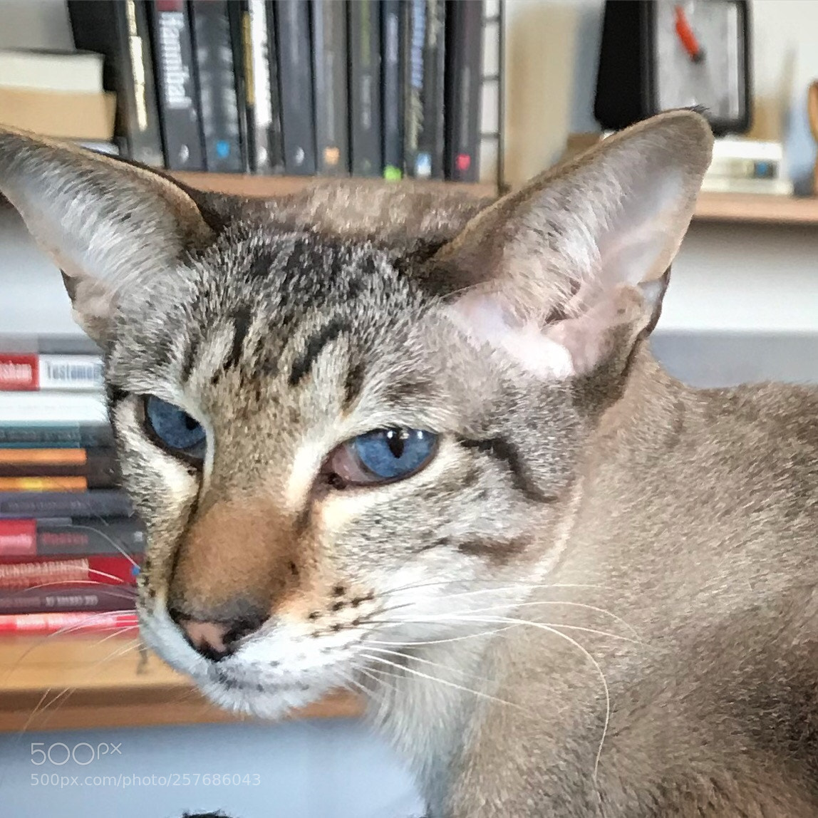 Apple iPhone 7 Plus sample photo. Blue eyes photography