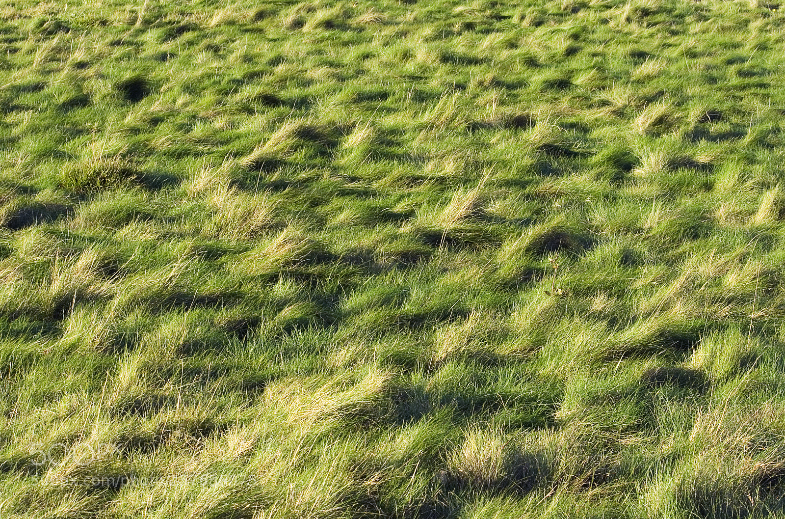 Canon EOS 350D (EOS Digital Rebel XT / EOS Kiss Digital N) sample photo. Grass o photography