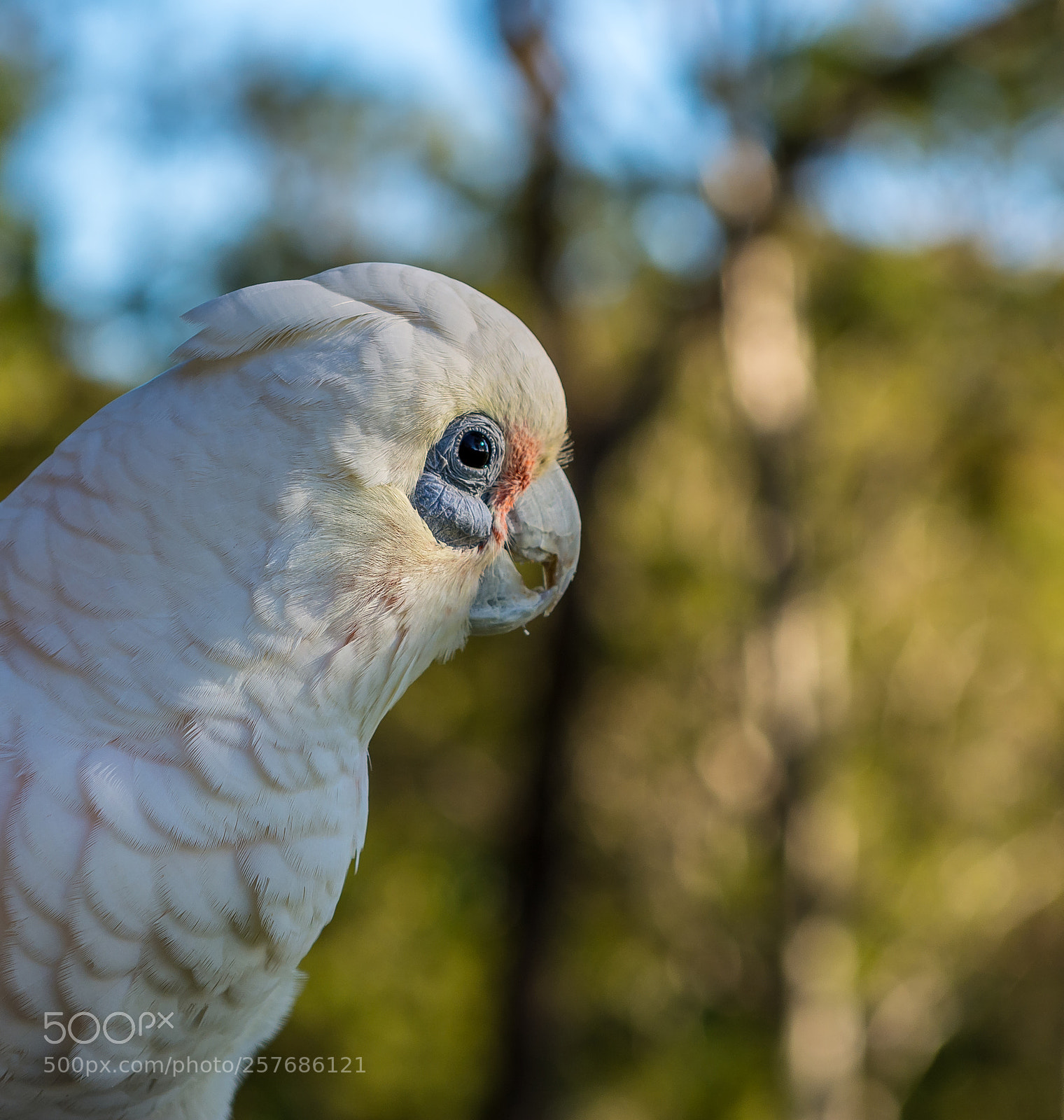 Nikon D7100 sample photo. A little corella watching photography