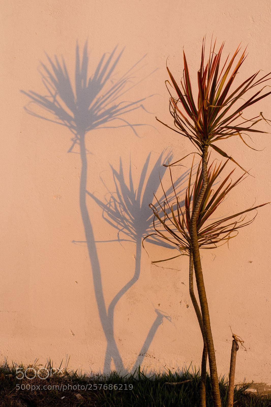 Nikon D5200 sample photo. Shadow photography
