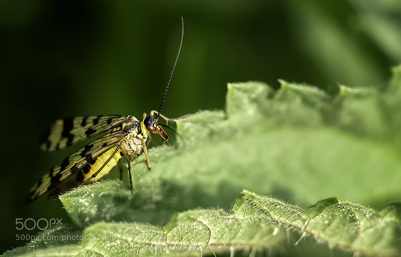 Panasonic Lumix DC-G9 sample photo. "gemeine skorpionsfliege weibchen!" photography