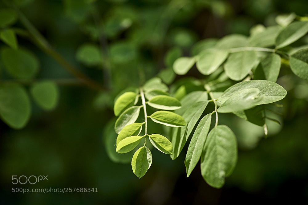 Pentax K-1 sample photo. Grünlich photography