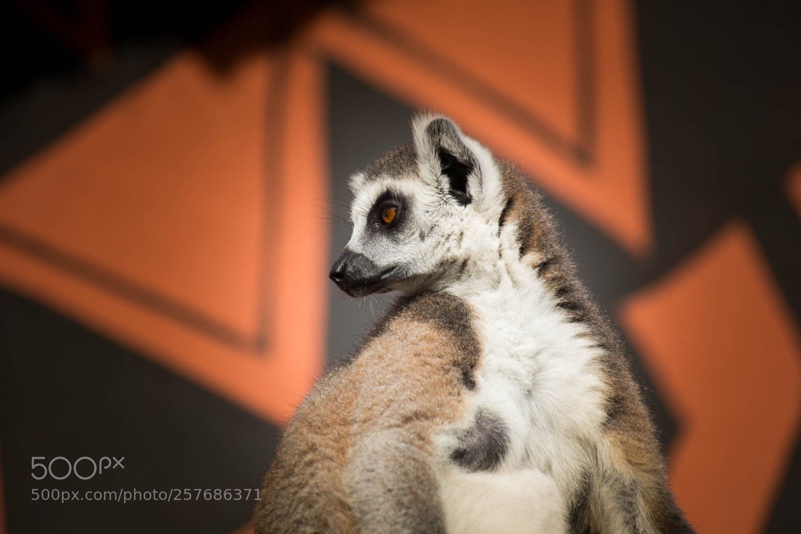 Nikon D7100 sample photo. Lemur photography