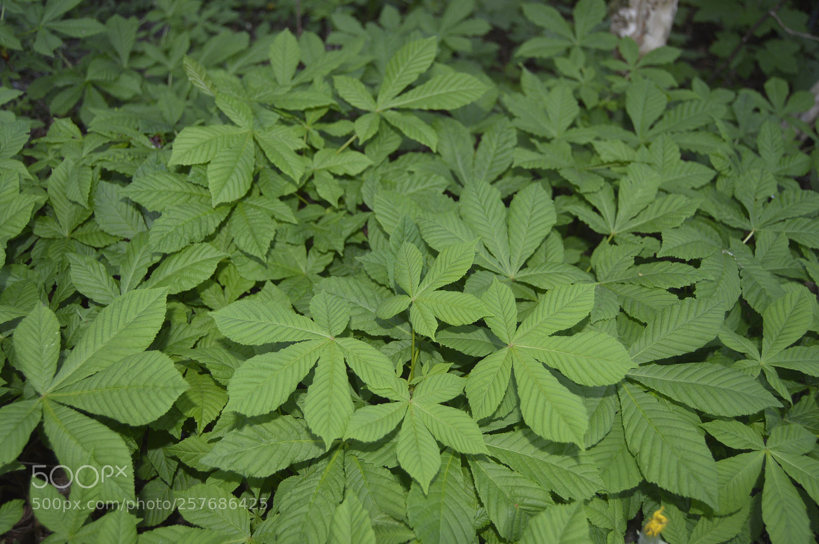Nikon D3200 sample photo. Skøn natur photography