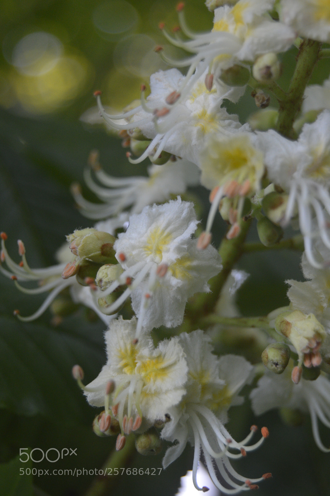 Nikon D3200 sample photo. Skøn natur photography