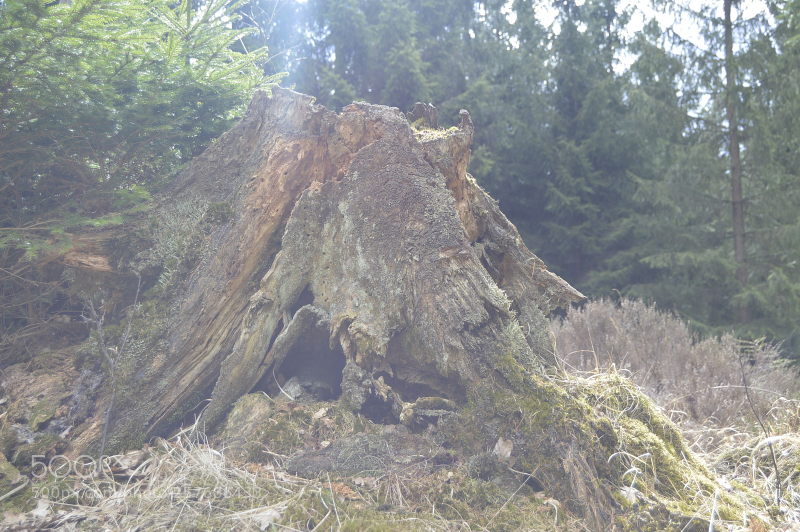 Nikon D3200 sample photo. Skøn natur photography