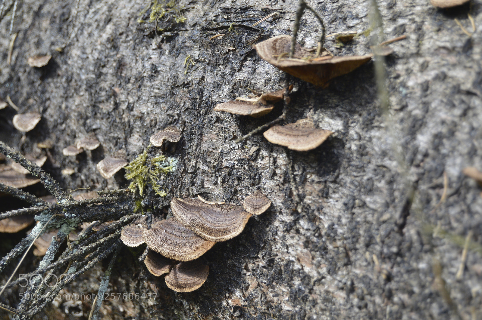 Nikon D3200 sample photo. Skøn natur photography