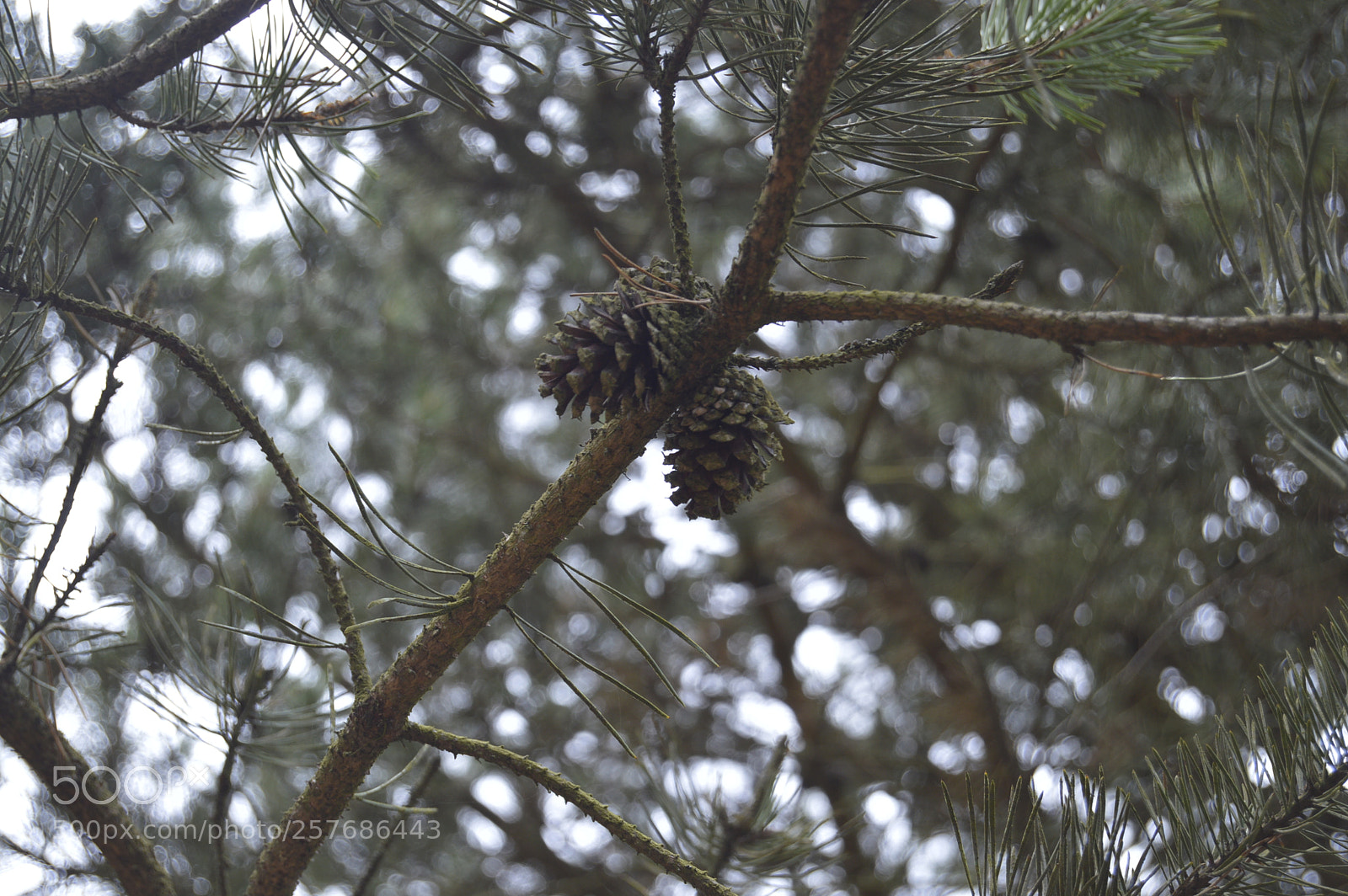 Nikon D3200 sample photo. Skøn natur photography