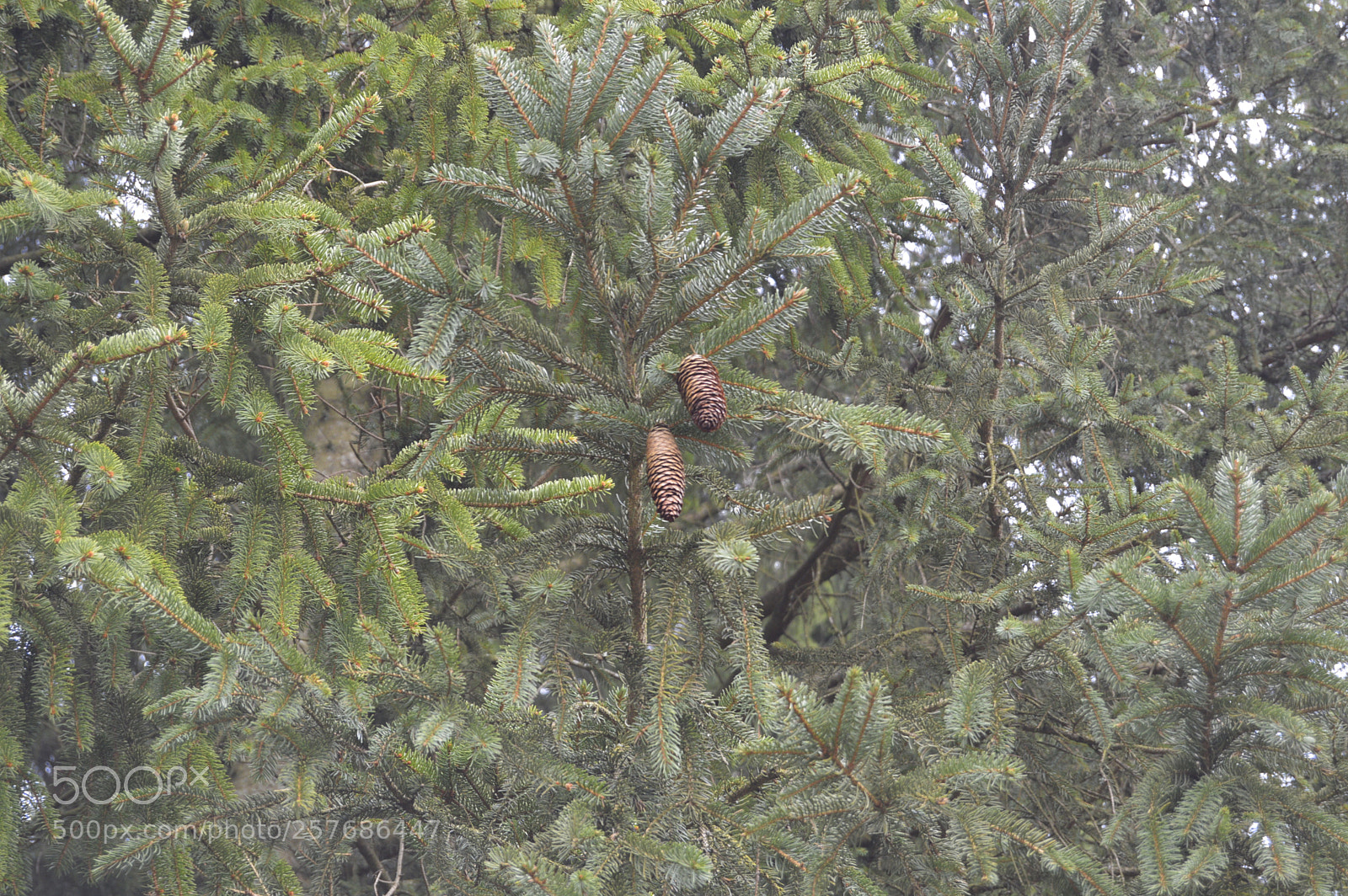 Nikon D3200 sample photo. Skøn natur photography