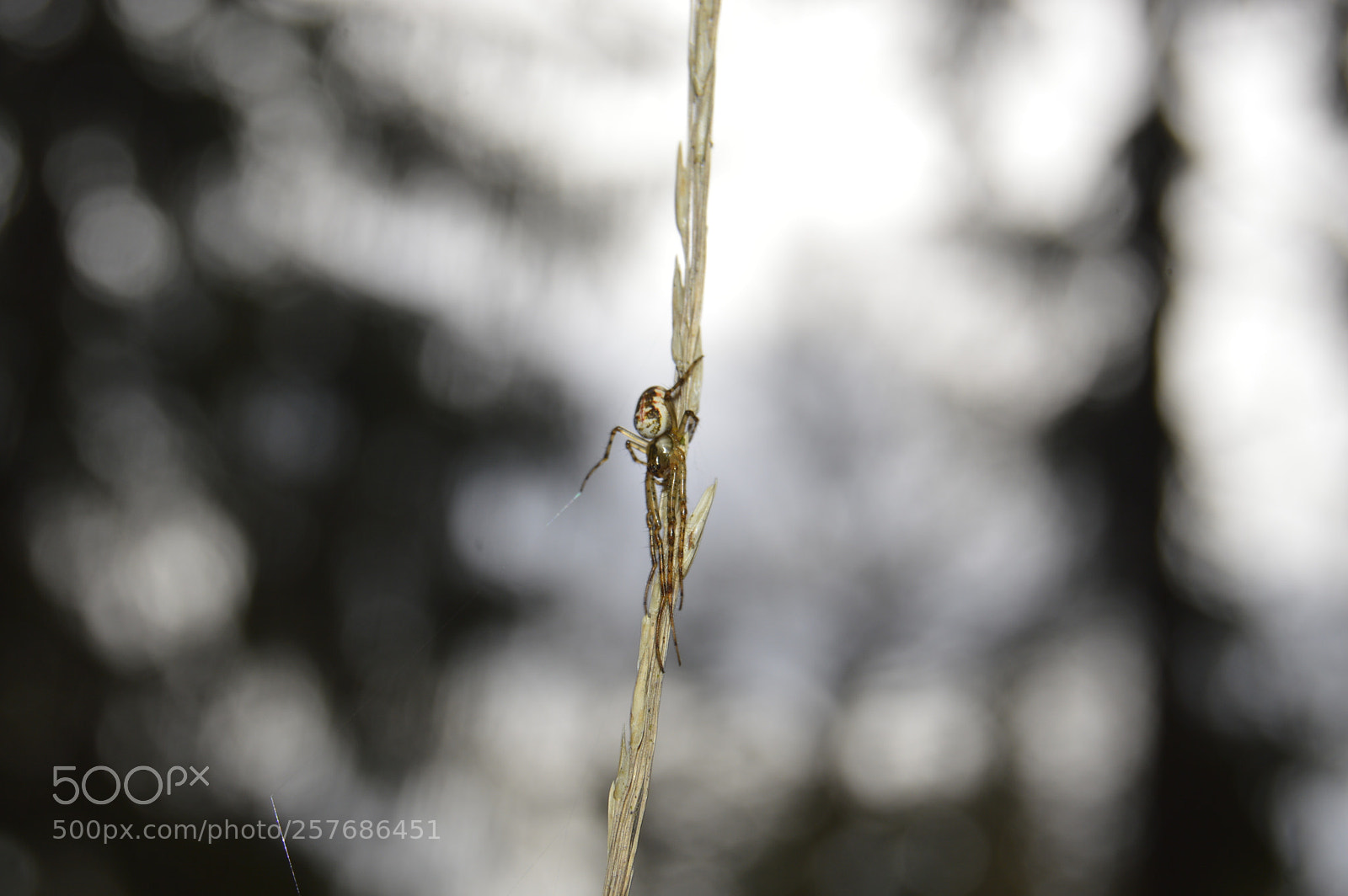 Nikon D3200 sample photo. Skøn natur photography