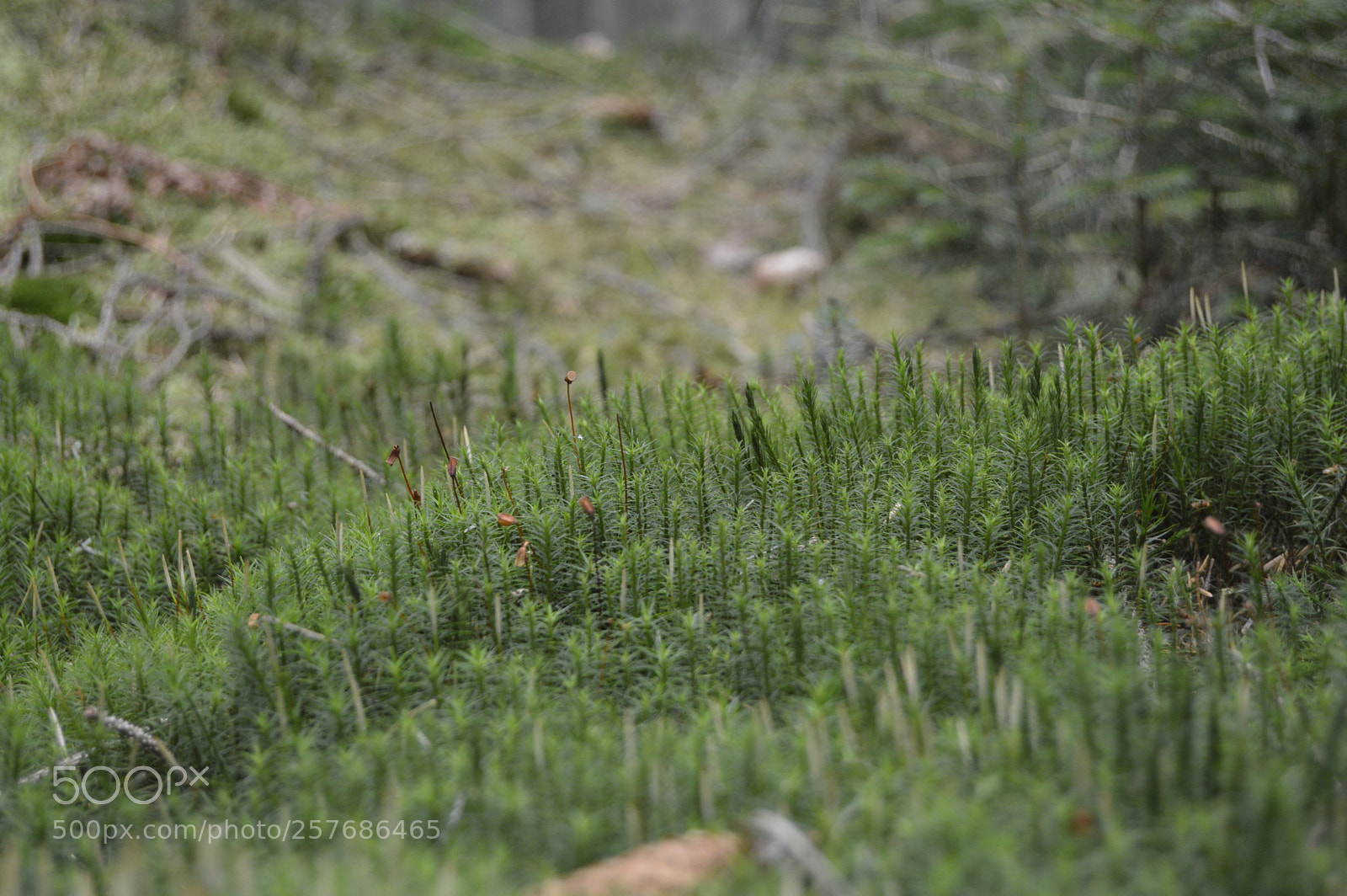 Nikon D3200 sample photo. Skøn natur photography