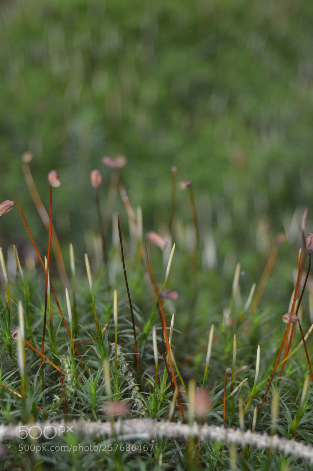 Nikon D3200 sample photo. Skøn natur photography