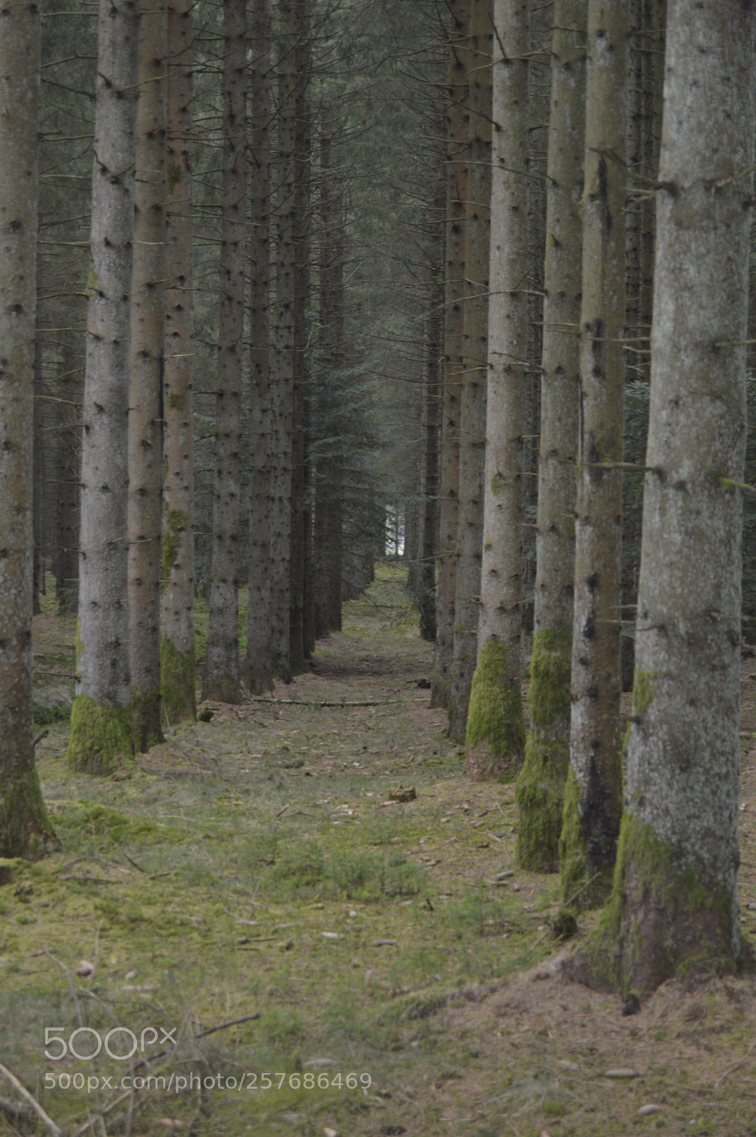Nikon D3200 sample photo. Skøn natur photography