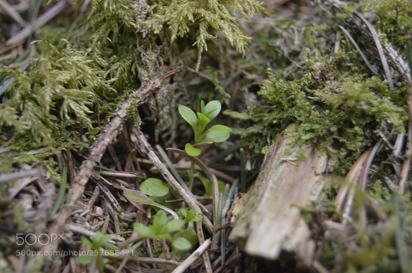Nikon D3200 sample photo. Skøn natur photography