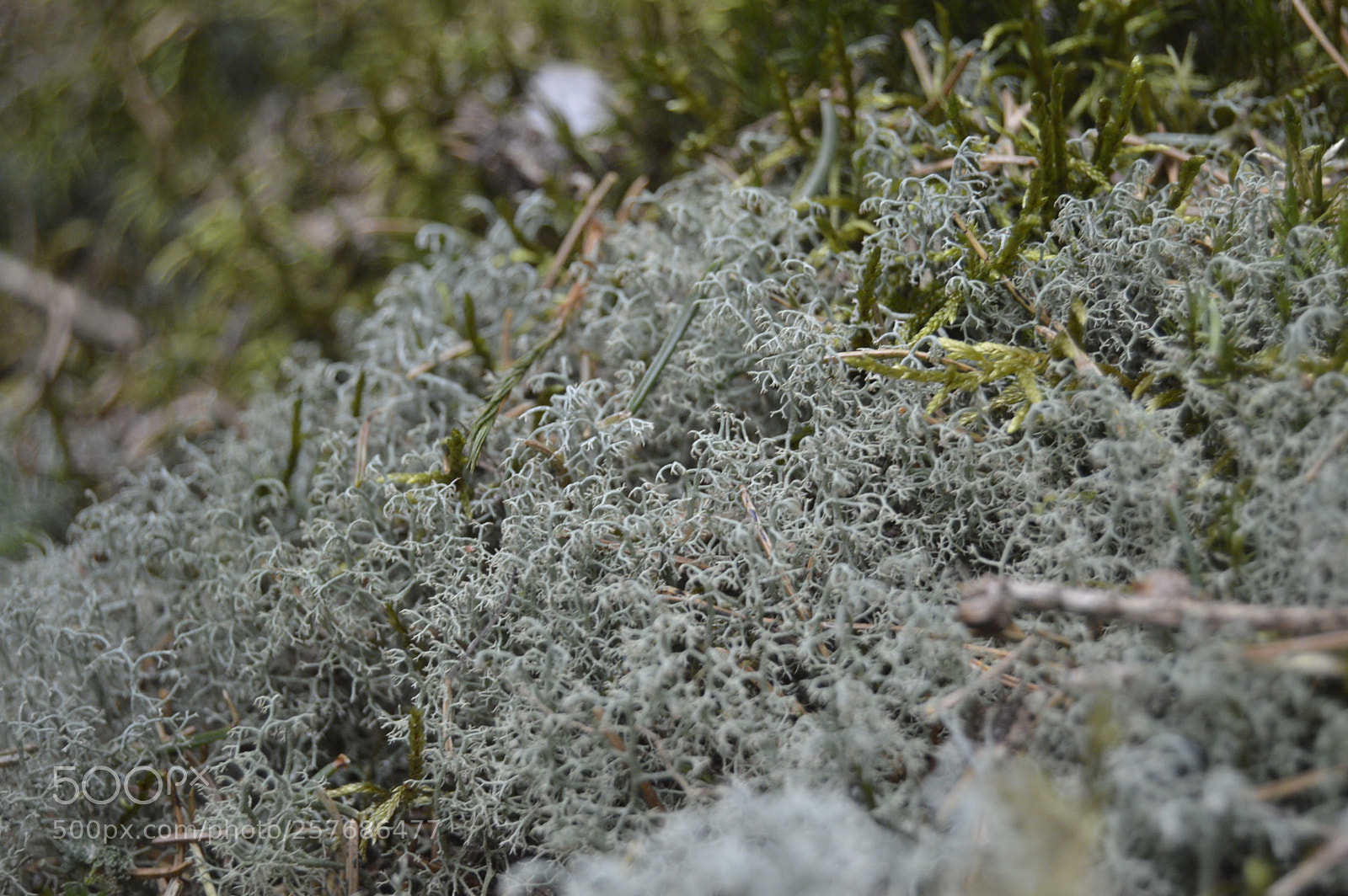 Nikon D3200 sample photo. Skøn natur photography