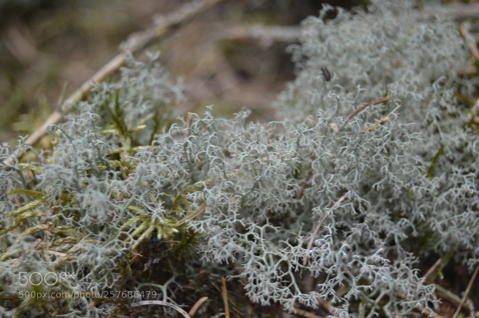 Nikon D3200 sample photo. Skøn natur photography