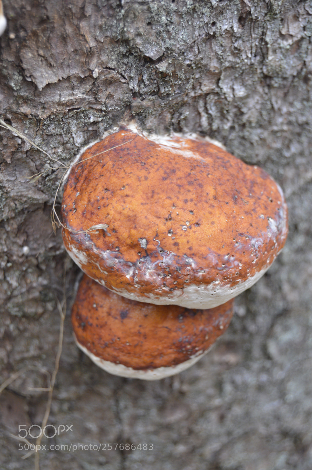 Nikon D3200 sample photo. Skøn natur photography