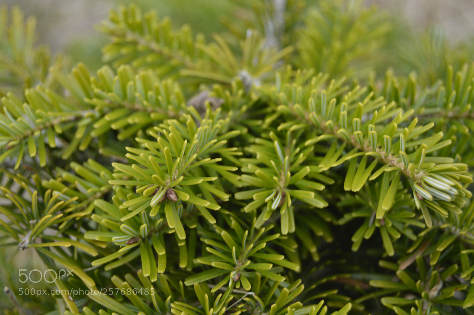 Nikon D3200 sample photo. Skøn natur photography