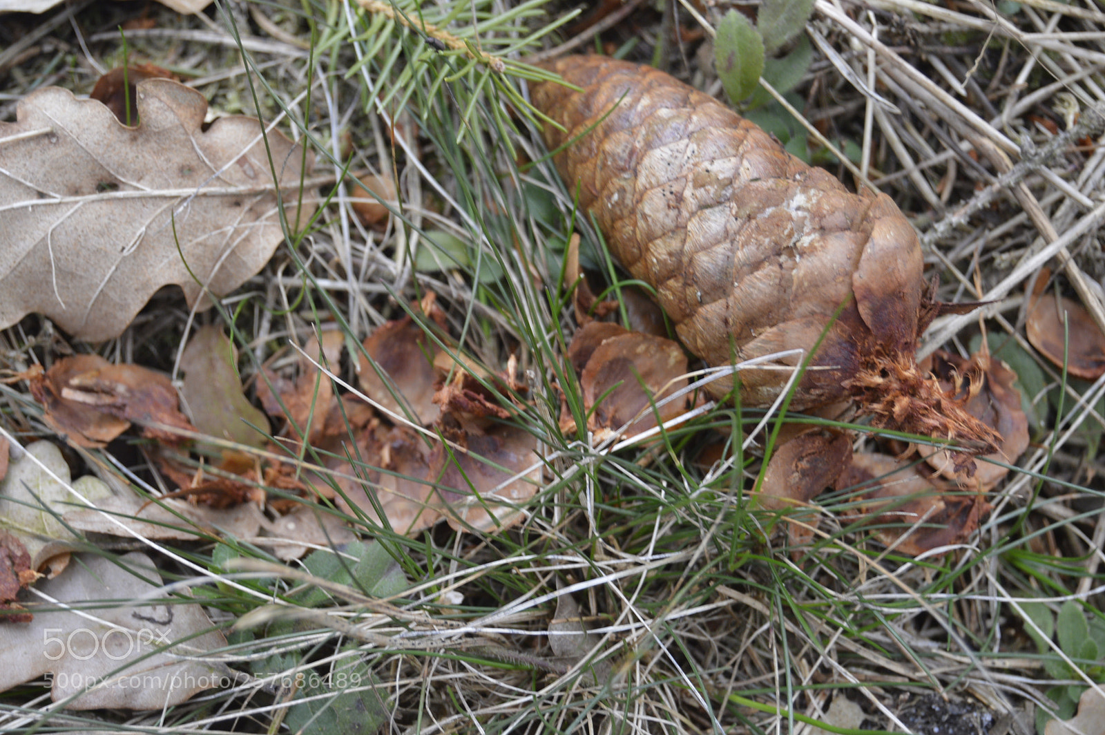 Nikon D3200 sample photo. Skøn natur photography
